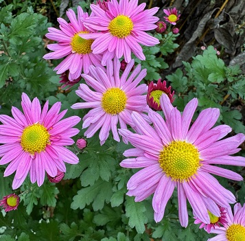 Chrysanthemum 'Carmine Blush'